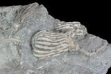 Multiple Crinoid Fossils ( Species) - Gilmore City, Iowa #86753-3